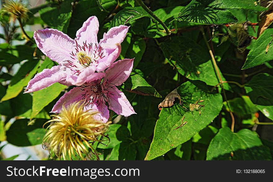 Flower, Plant, Flora, Flowering Plant