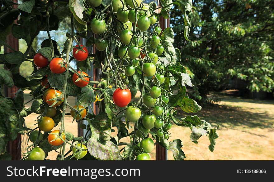Fruit, Plant, Produce, Bush Tomato