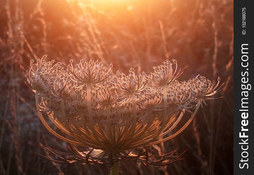 Light, Close Up, Morning, Macro Photography