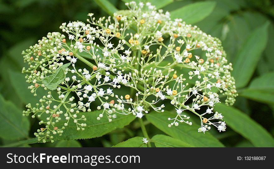 Plant, Nannyberry, Cow Parsley, Apiales