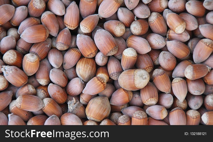 Nuts & Seeds, Cockle, Hazelnut, Nut
