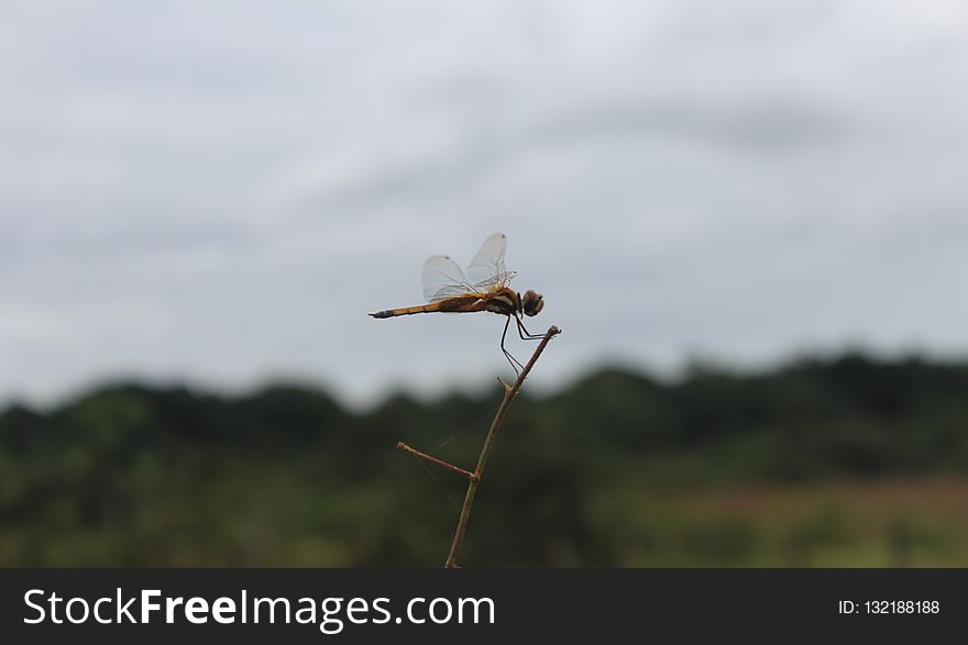 Insect, Dragonfly, Fauna, Invertebrate