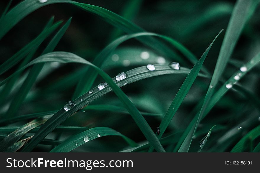 Green, Water, Dew, Close Up