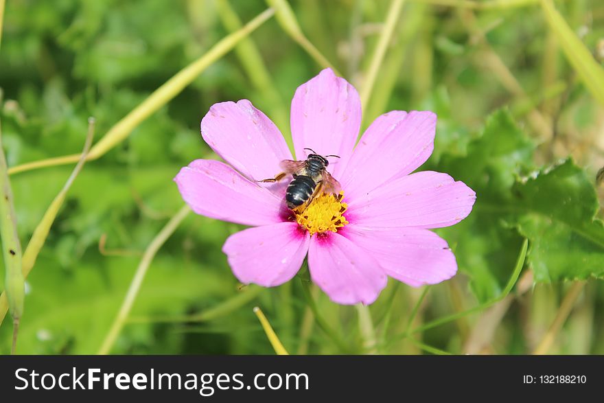 Flower, Flora, Nectar, Garden Cosmos