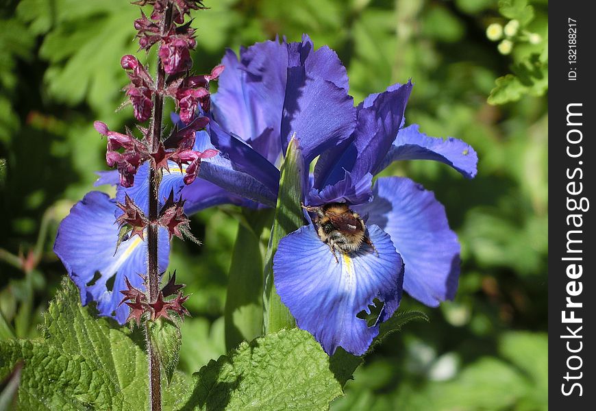 Flower, Plant, Flowering Plant, Iris