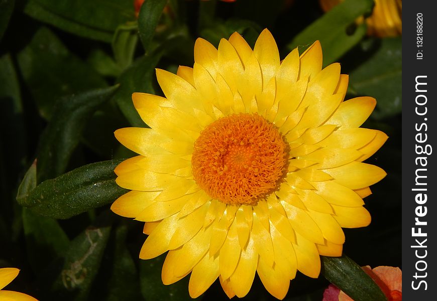 Flower, Yellow, Flora, Close Up