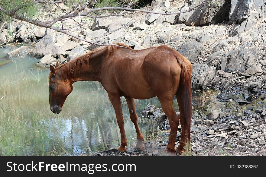 Horse, Mare, Horse Like Mammal, Fauna