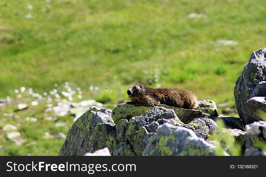 Fauna, Marmot, Grass, Wildlife