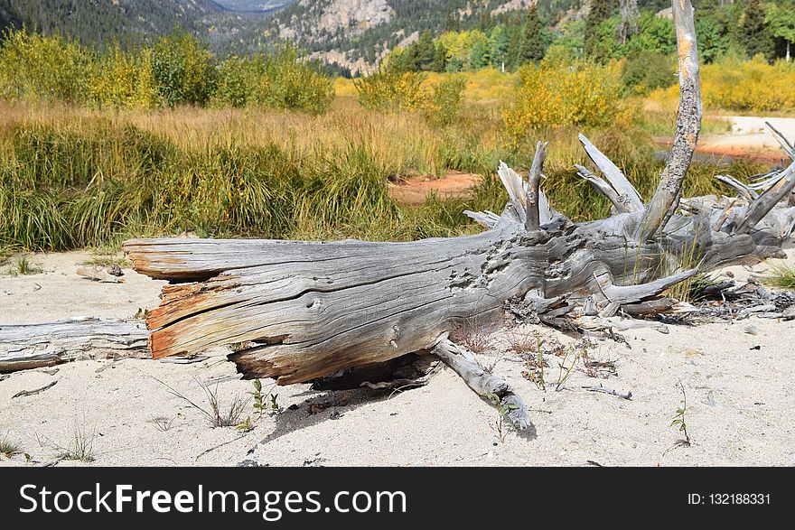 Ecosystem, Plant, Tree, Wood