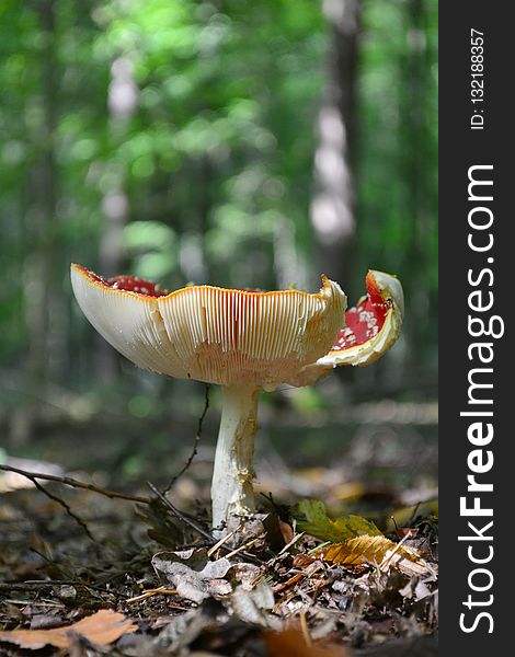 Fungus, Mushroom, Leaf, Agaric