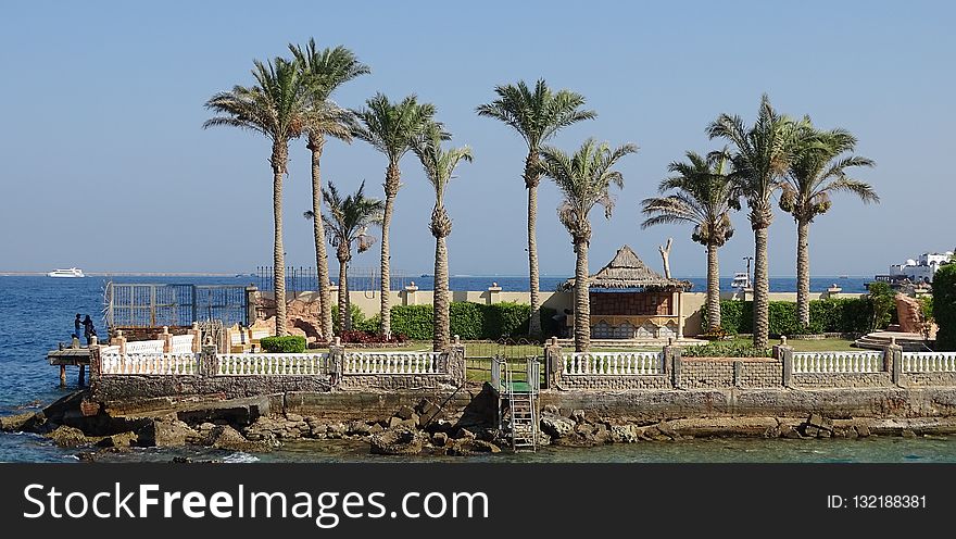 Sea, Palm Tree, Arecales, Tree