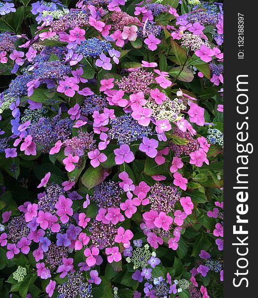 Flower, Plant, Flowering Plant, Purple