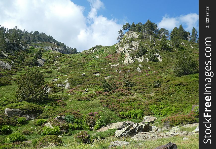 Vegetation, Nature Reserve, Wilderness, Ecosystem