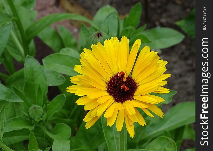 Flower, Plant, Flora, Blanket Flowers