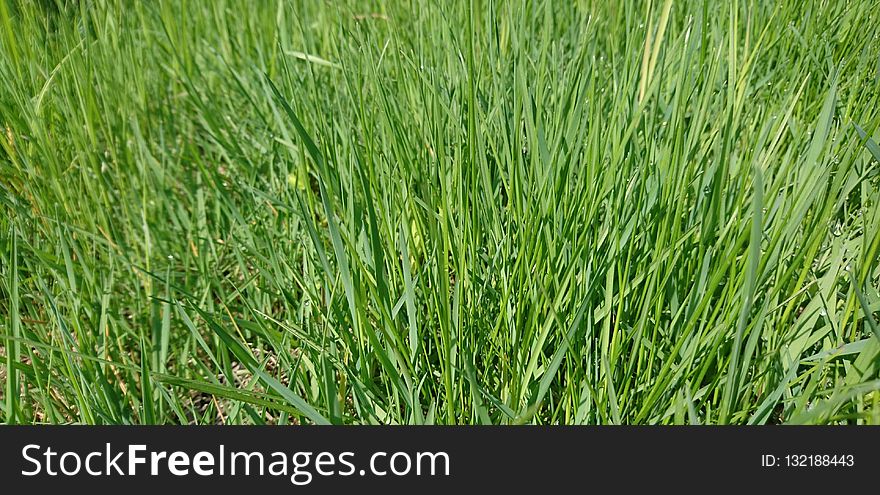 Grass, Grass Family, Plant, Sweet Grass