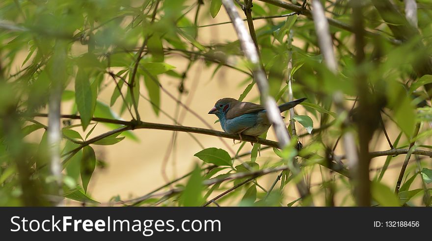 Bird, Fauna, Ecosystem, Beak