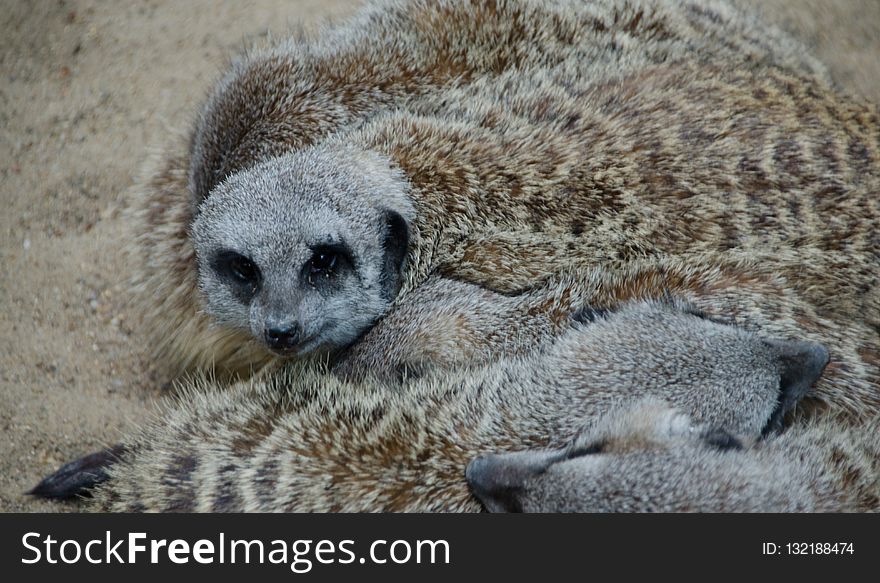 Meerkat, Mammal, Viverridae, Fauna