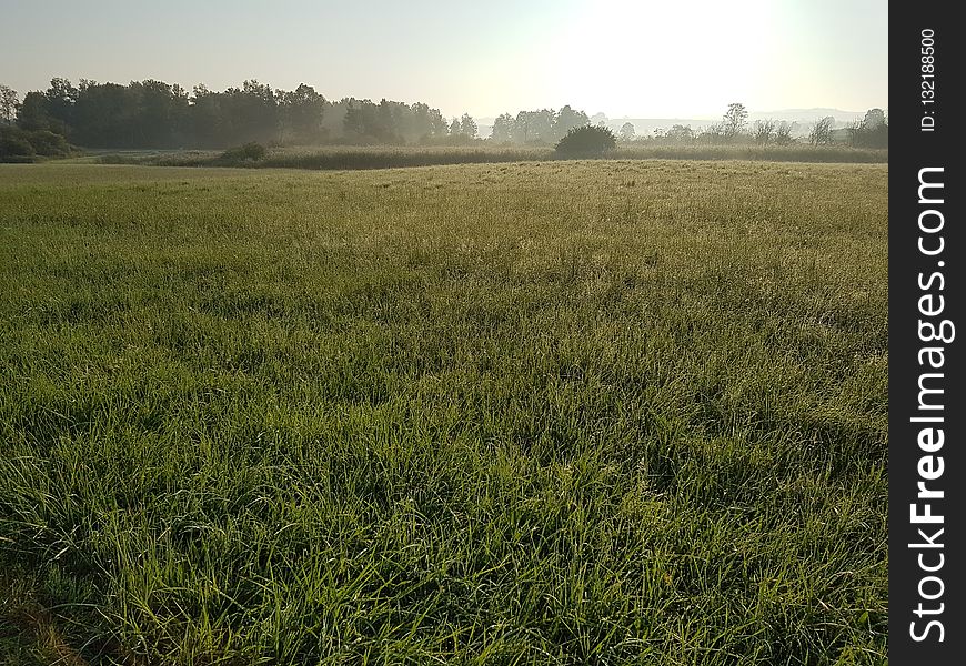 Grassland, Field, Grass, Crop