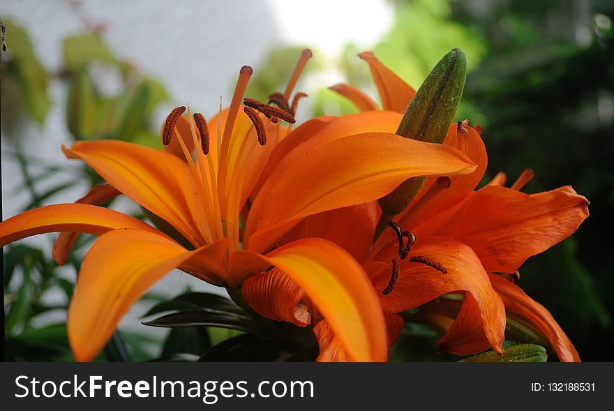 Lily, Flower, Plant, Daylily