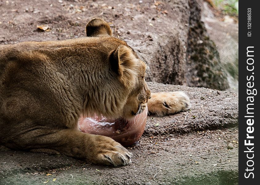 Terrestrial Animal, Mammal, Lion, Wildlife