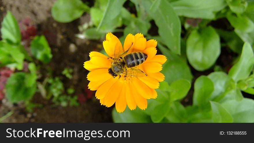 Flower, Yellow, Nectar, Flora