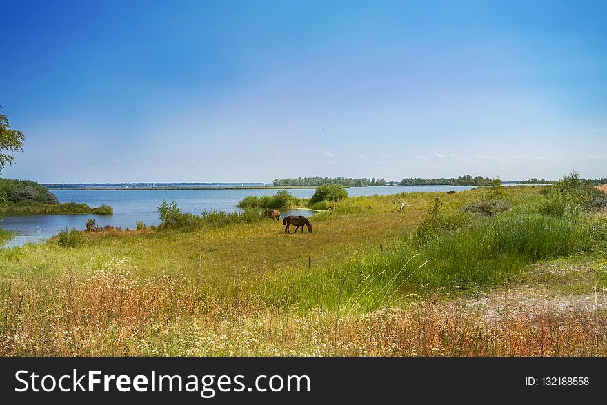 Ecosystem, Grassland, Nature Reserve, Pasture