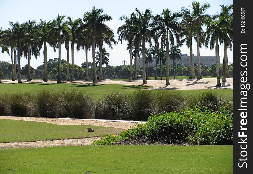 Palm Tree, Arecales, Tree, Golf Course