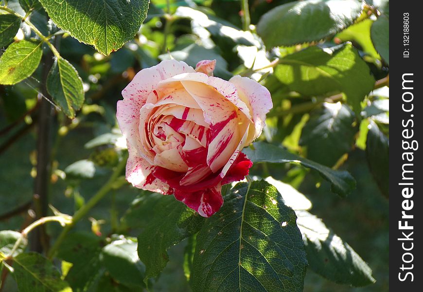 Rose, Flower, Rose Family, Flowering Plant