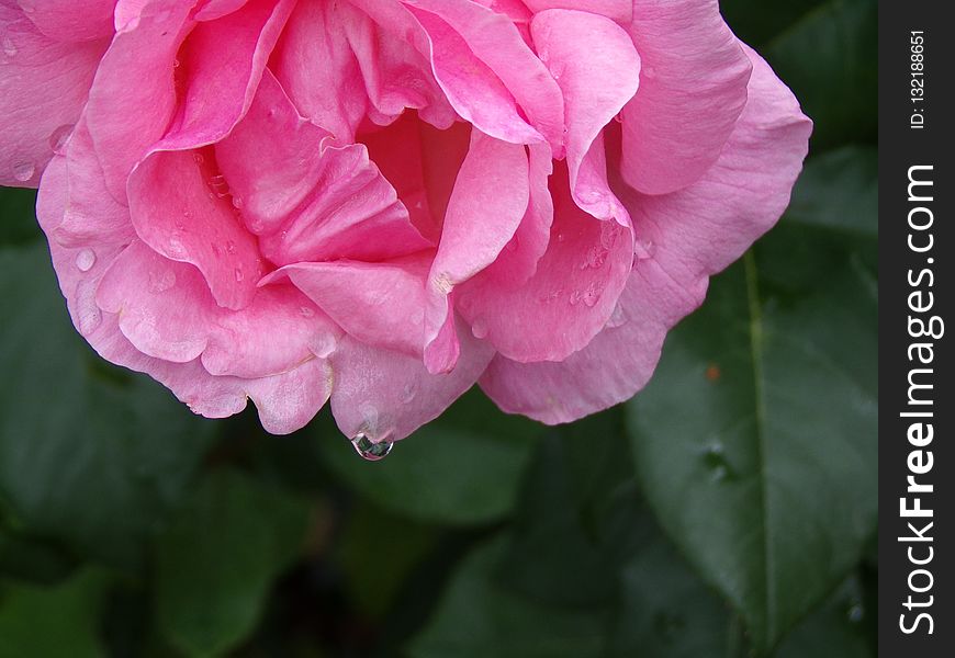 Flower, Pink, Rose Family, Rose