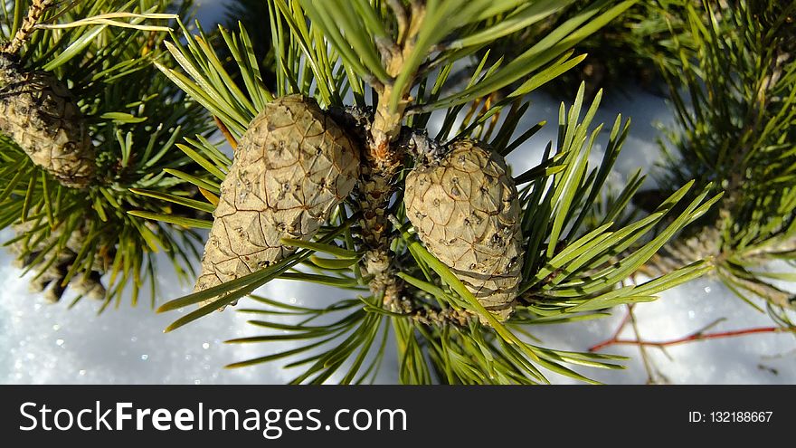 Tree, Pine Family, Conifer Cone, Conifer