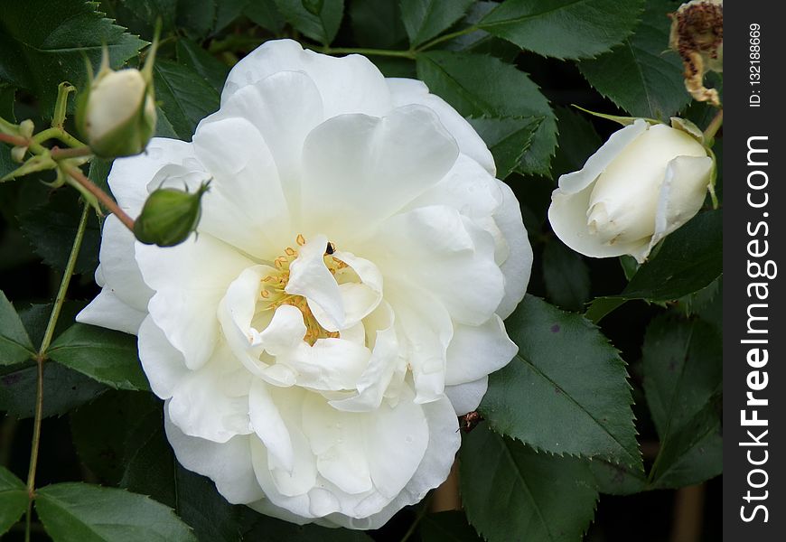 Flower, Rose, Rose Family, White