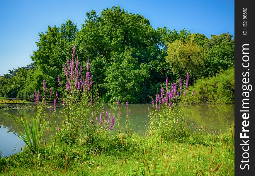 Nature, Vegetation, Water, Reflection