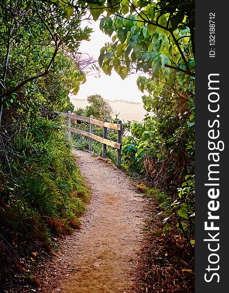 Nature, Vegetation, Path, Leaf