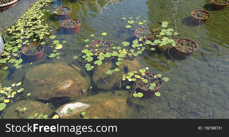 Water, Pond, Ecosystem, Vegetation