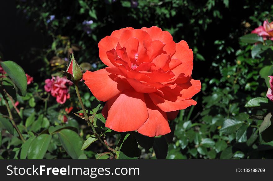 Flower, Rose Family, Rose, Plant