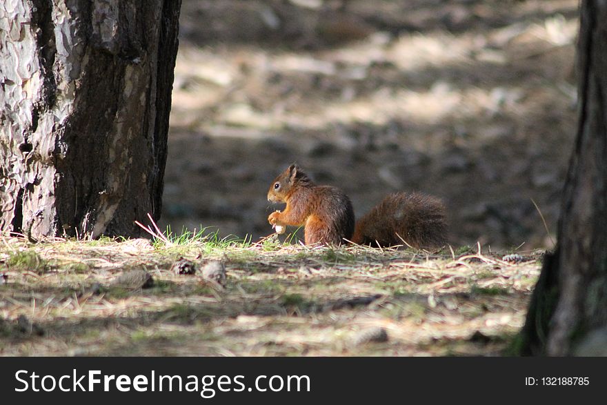 Fauna, Mammal, Squirrel, Wildlife
