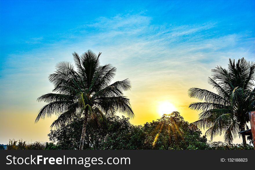 Sky, Nature, Palm Tree, Arecales