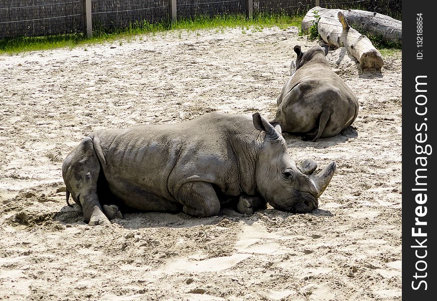 Rhinoceros, Terrestrial Animal, Fauna, Zoo