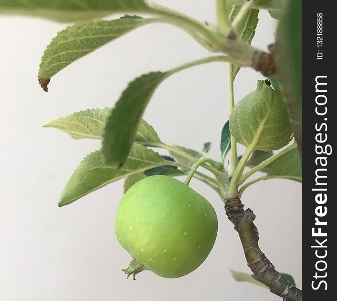 Fruit, Leaf, Plant, Produce