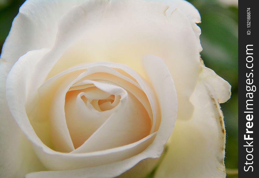 Flower, Rose, Rose Family, White