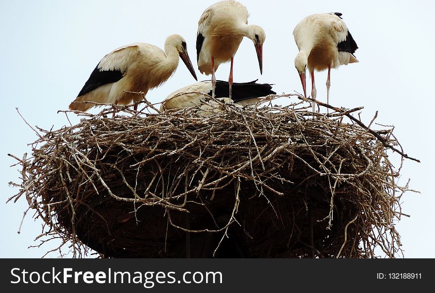Nest, Bird Nest, Bird, Stork