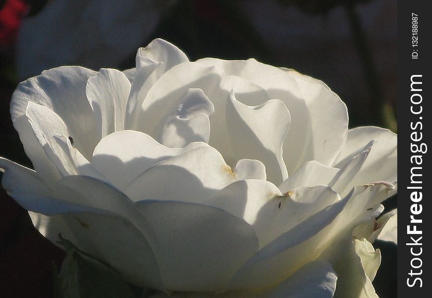 Flower, White, Rose Family, Plant