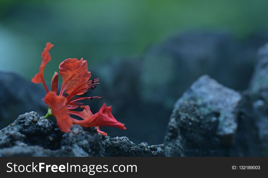 Close Up, Geological Phenomenon, Flower, Organism