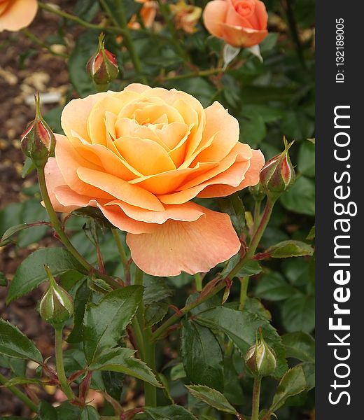 Rose, Rose Family, Flower, Floribunda