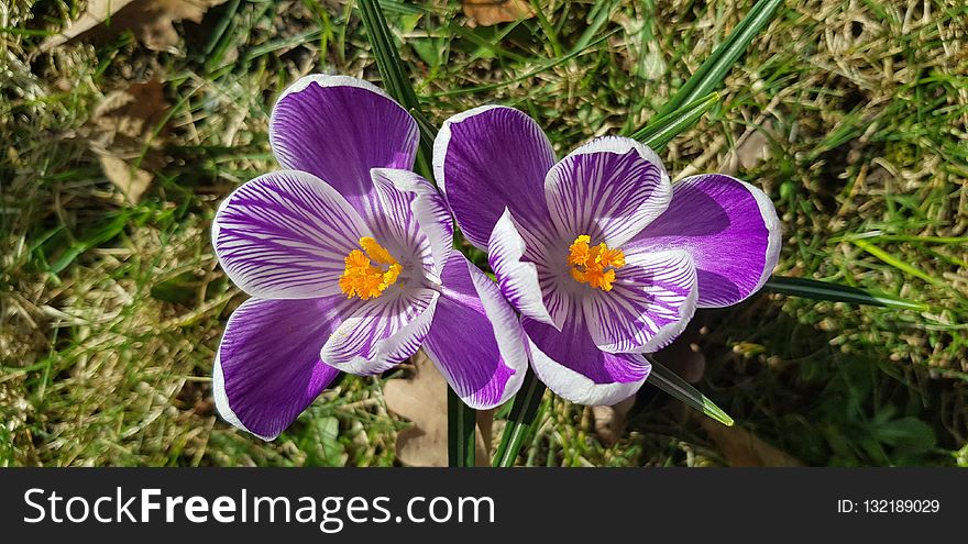 Flower, Flora, Plant, Flowering Plant