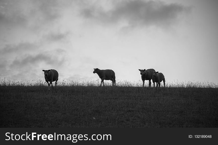 Black And White, Sky, Grassland, Monochrome Photography