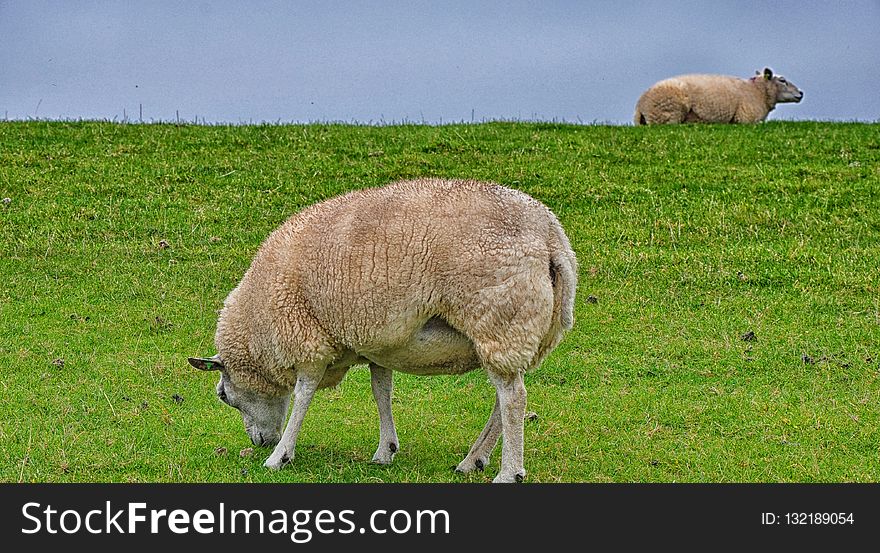Grassland, Pasture, Grazing, Sheep