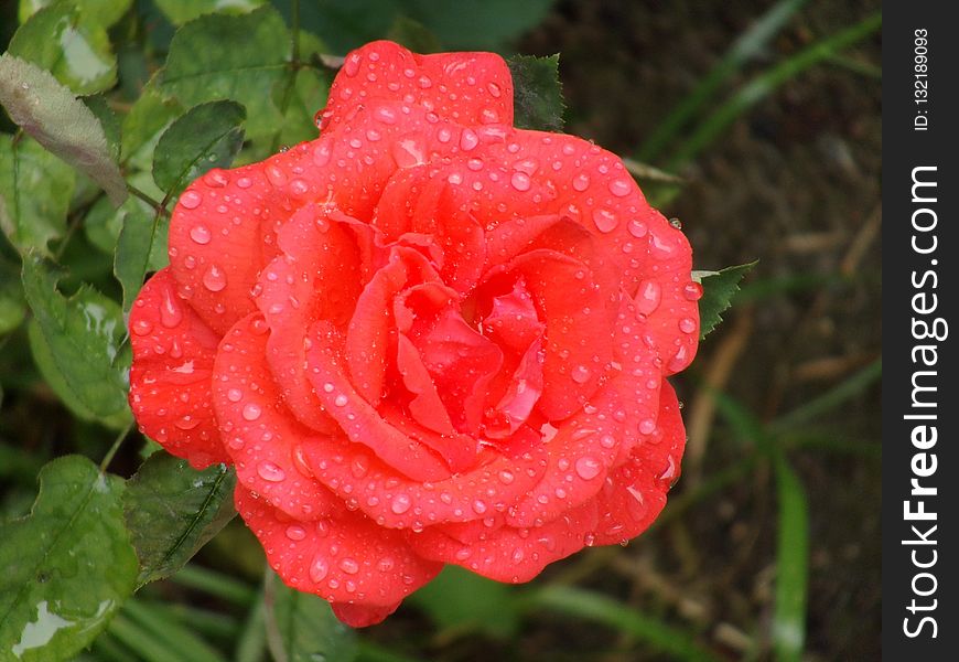 Rose Family, Rose, Floribunda, Garden Roses