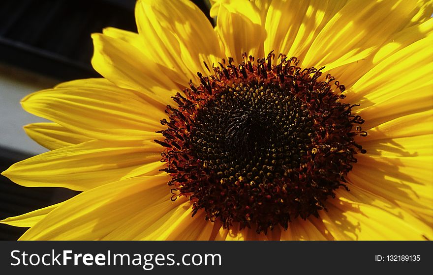 Flower, Sunflower, Yellow, Sunflower Seed