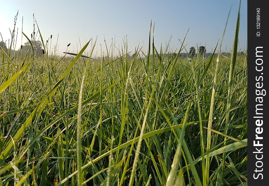 Grass, Ecosystem, Crop, Field
